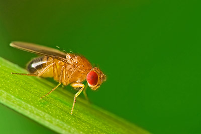 Fruit Flies and DMSO Sensitivity