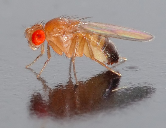 New insights into targets for Niemann Pick C therapies through Drosophila genetics