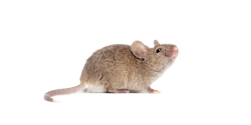 Viva Vium: Our pilot Npc1-/- cyclodextrin mouse study