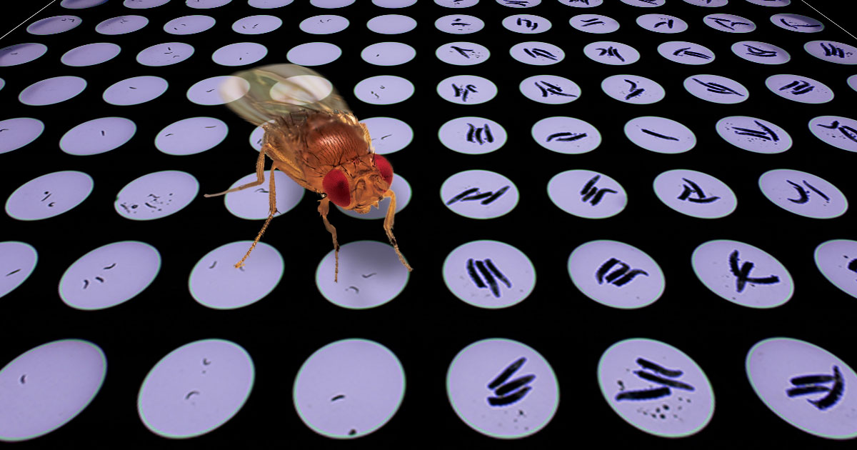 Modeling PMM2 deficiency in Drosophila