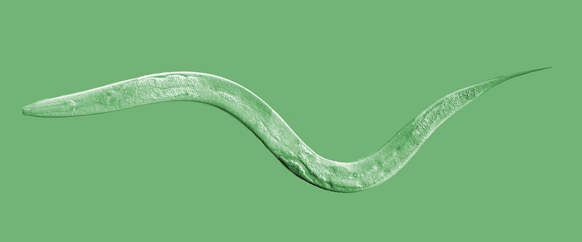 Modeling Gaucher disease in worms