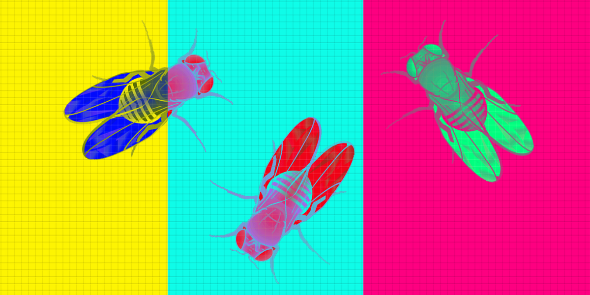 Modeling Pompe disease in flies